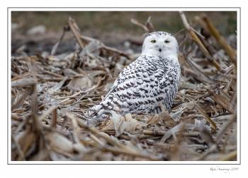 snoiwy owl 4.jpg